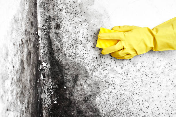 Certified Mold Removal in River Road, WA