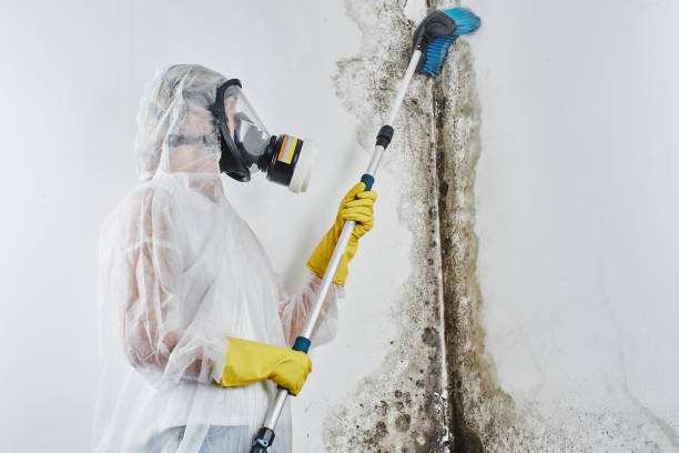 Best Mold Cleaning Services  in River Road, WA
