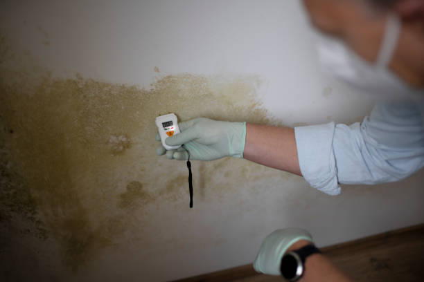 Best Professional Mold Removal  in River Road, WA