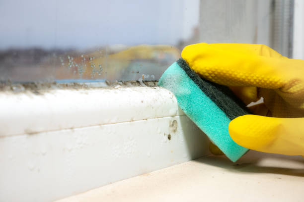 Best Crawl Space Mold Removal  in River Road, WA
