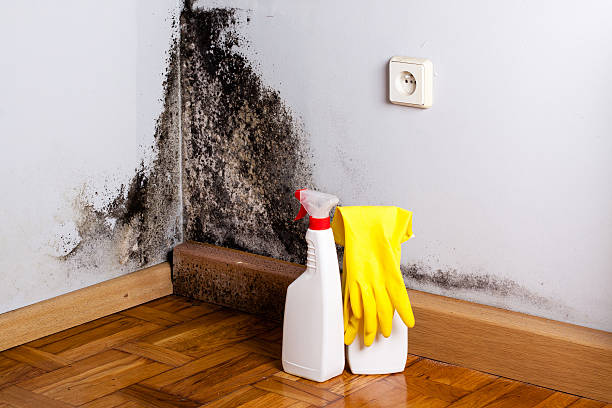 Office Mold Removal Services in River Road, WA